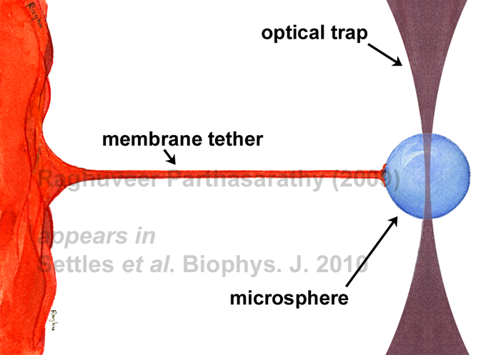 membrane tether pulling to study intracellular trafficking mechanics